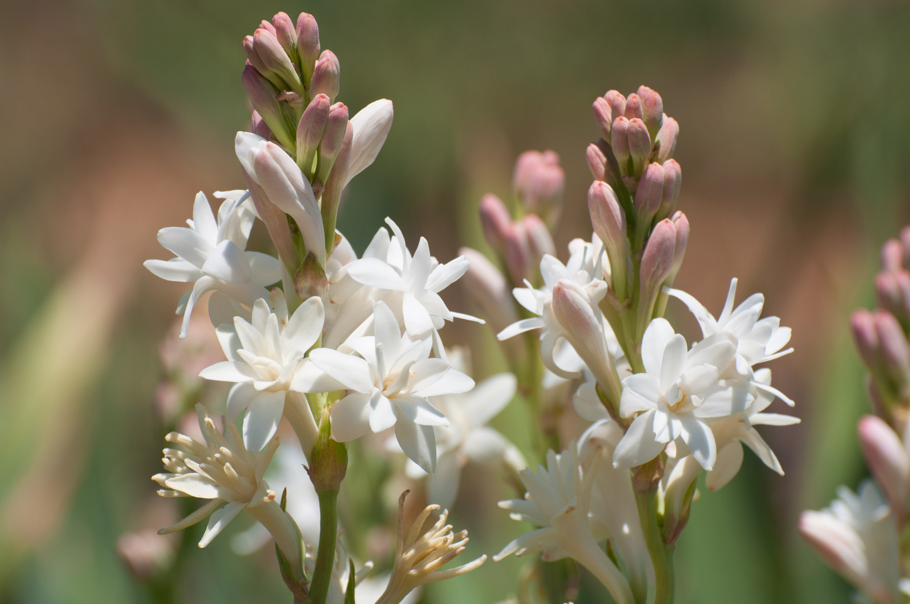 tuberose-polianthus-image1.jpg