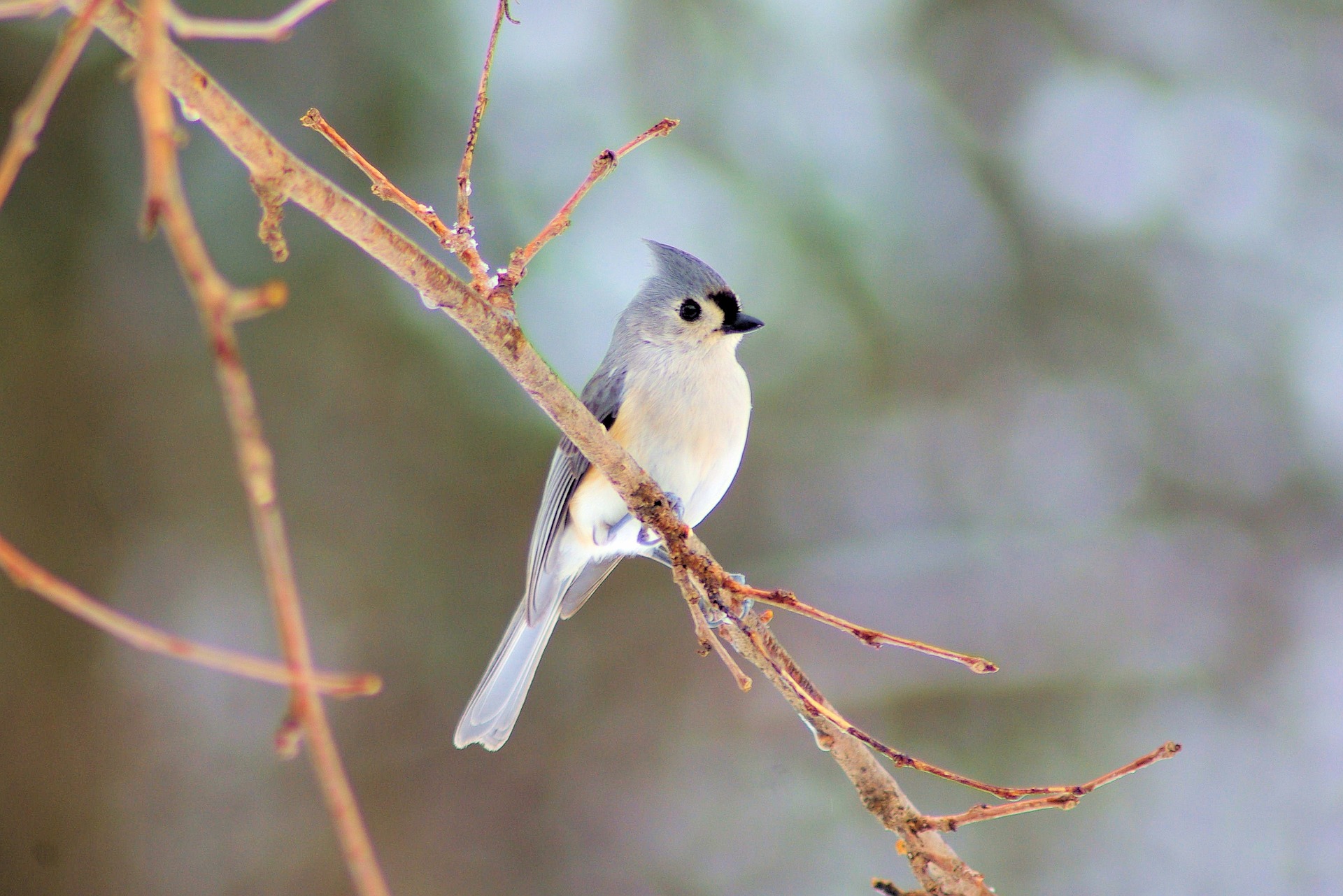 tufted-titmouse.jpg