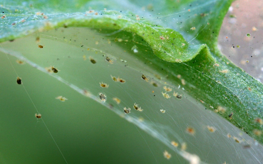 two-spotted-spider-mite.jpg