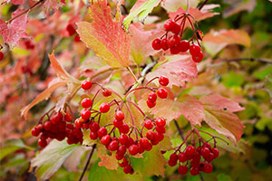 viburnum.jpg