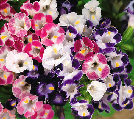 web1-5-torenia-color-mix-from-qvc.com.jpg