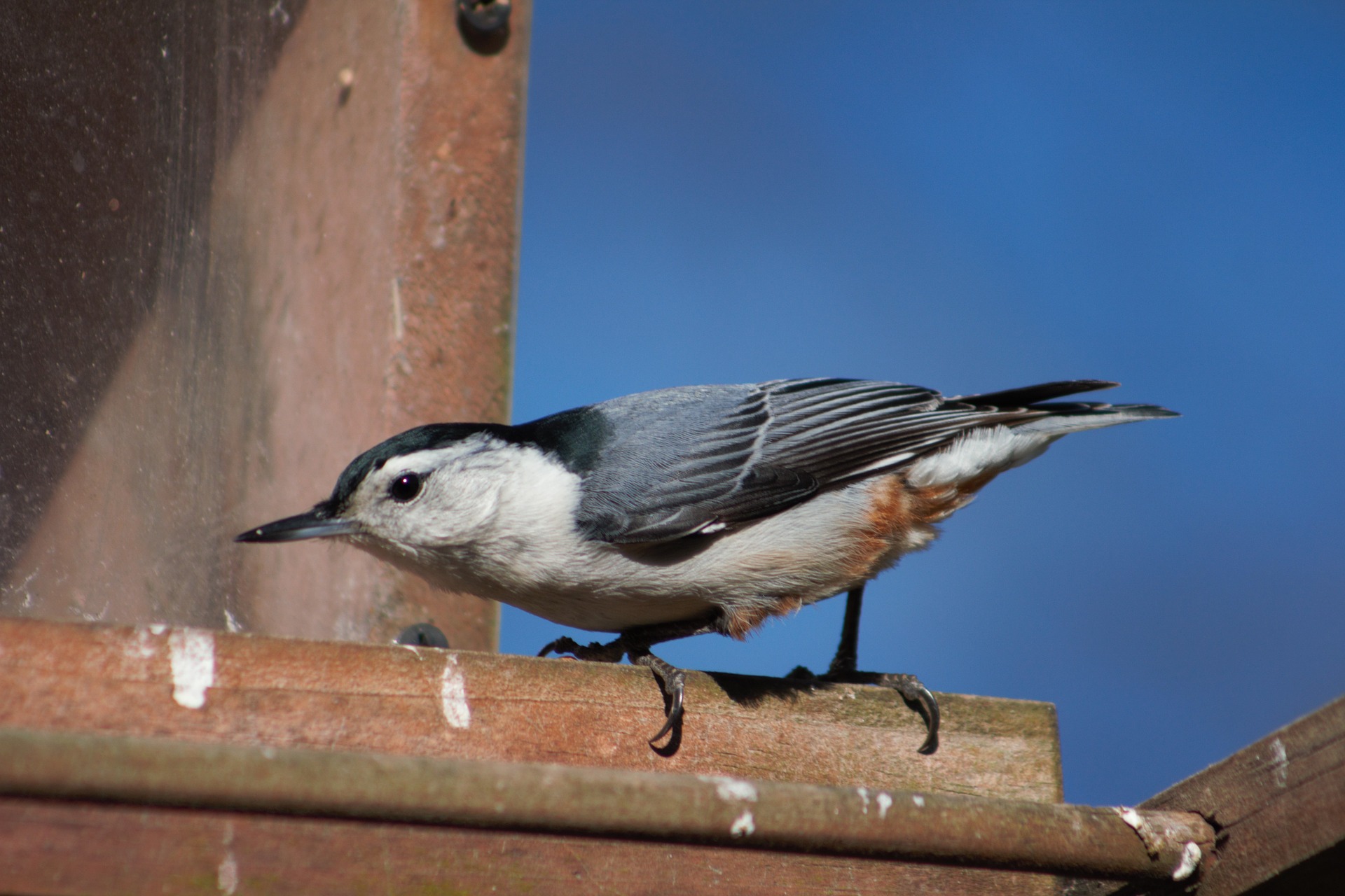 white-breasted-nuthatch.jpg