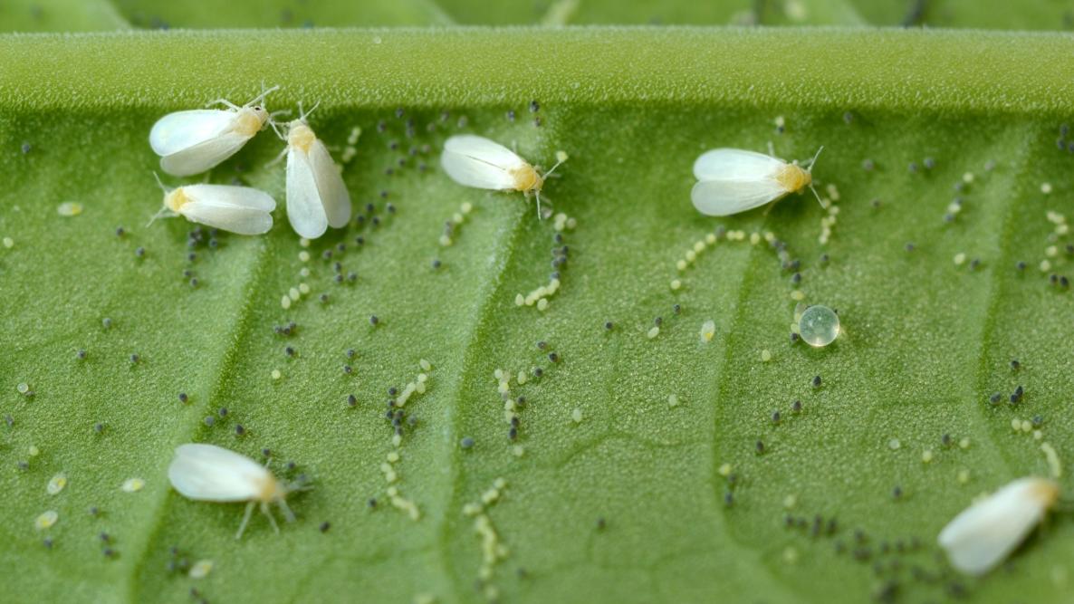 whiteflies-d-kucharski-k-kucharska-ss.jpg