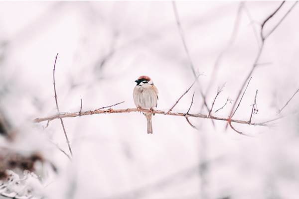 winter-birding.jpg