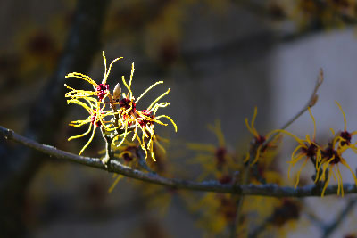 witch-hazel.jpg