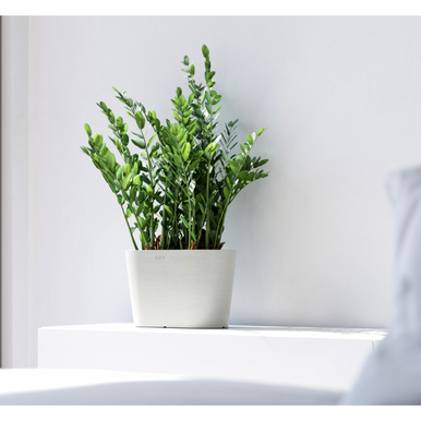 【新品未使用】SRL BAPE NBHD PLANT POT 新品未使用】SRL BAPE NBHD PLANT POT - メルカリ
