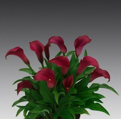 Calla Lily Allure - Esbenshades