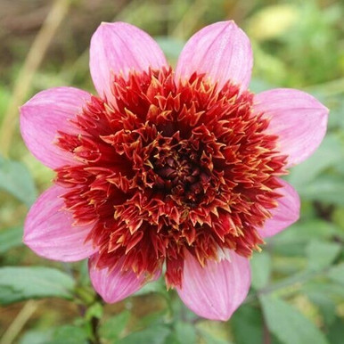dahlia*様 Dahlia Decorative Mix Bulbs | Jackson & Perkins