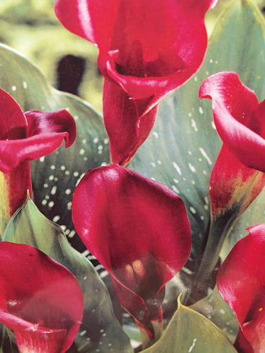 Calla Lily - Majestic Red - Esbenshades