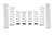 Eibach EIBE85-212-003-02-22 PROUTV | STAGE 2 PERFORMANCE SPRING SYSTEM (SET OF 8 SPRINGS)