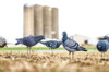Pigeon Pack Decoys