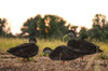 Black Duck Decoy Pack