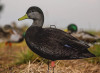 Black Duck 5 Pack Bulk Decoy Pack (60 Decoys)