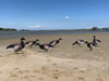 Brant Shore 5 Pack Bulk Goose Silhouettes (60 Decoys)