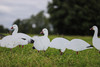 X14 SNOW 5 Pack Bulk Goose Silhouette Pack (70 Decoys)