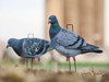 Pigeons Buy 3 Packs Get 1 Free (48 decoys)