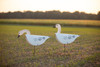 Field Form Hybrid 3D Juvenile Snow Geese Decoys - 3 Pack Bulk (36 decoys)