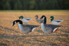 Field Form Hybrid 3D Lesser Canada Geese Decoys - 3 Pack Bulk (36 decoys)