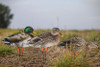 Mallard Pack