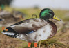 Mallard Pack