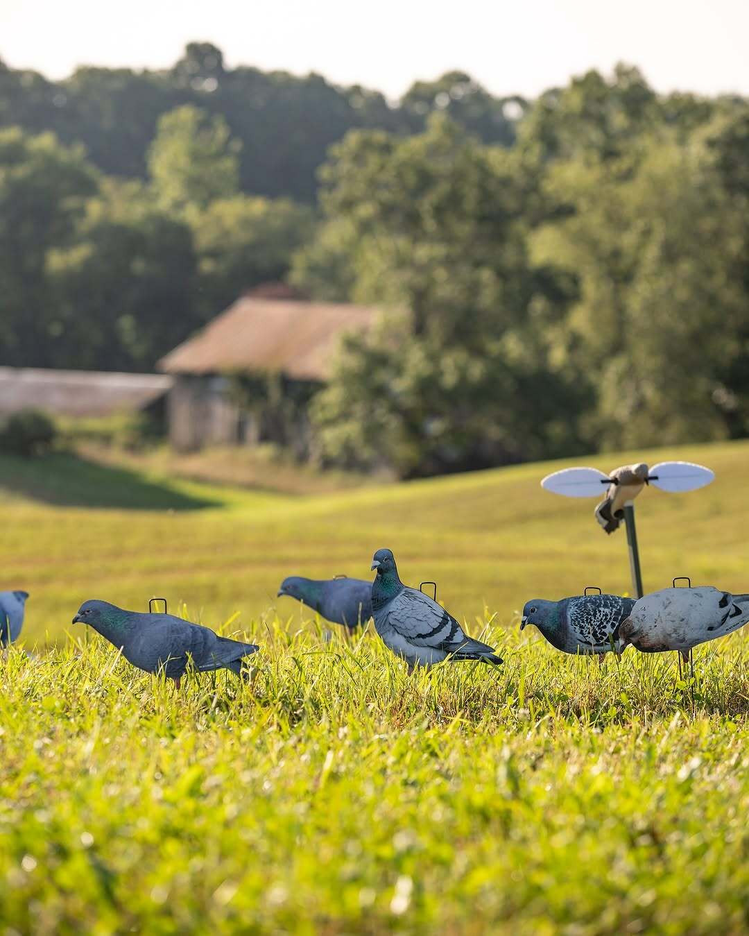Pigeons
