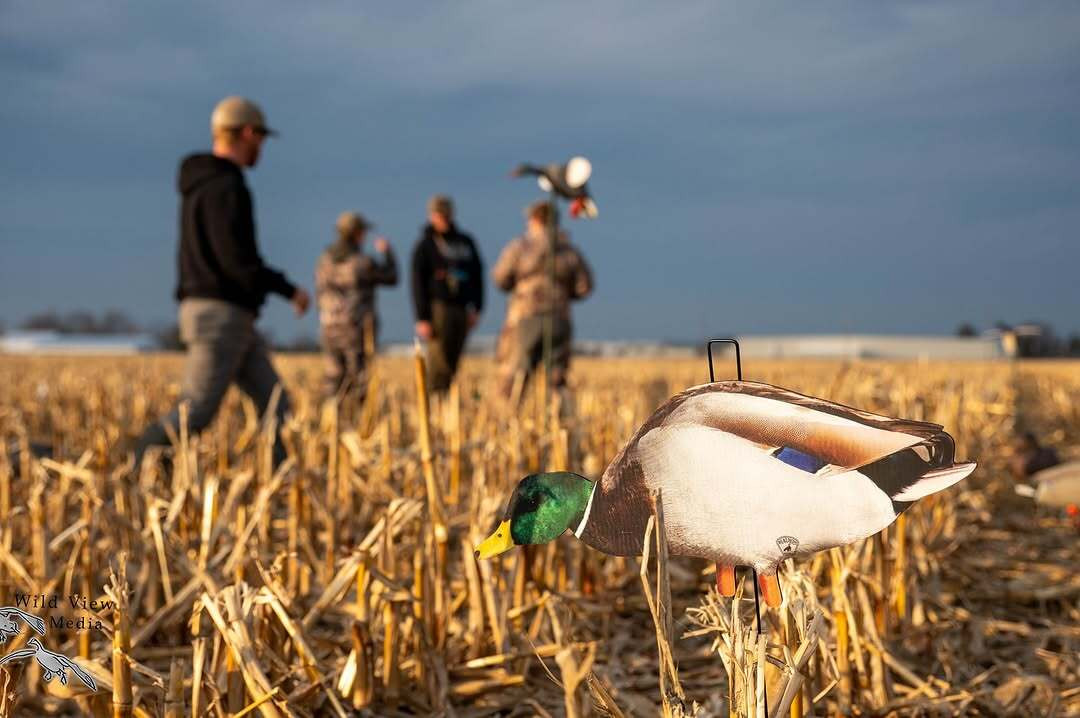 Ducks