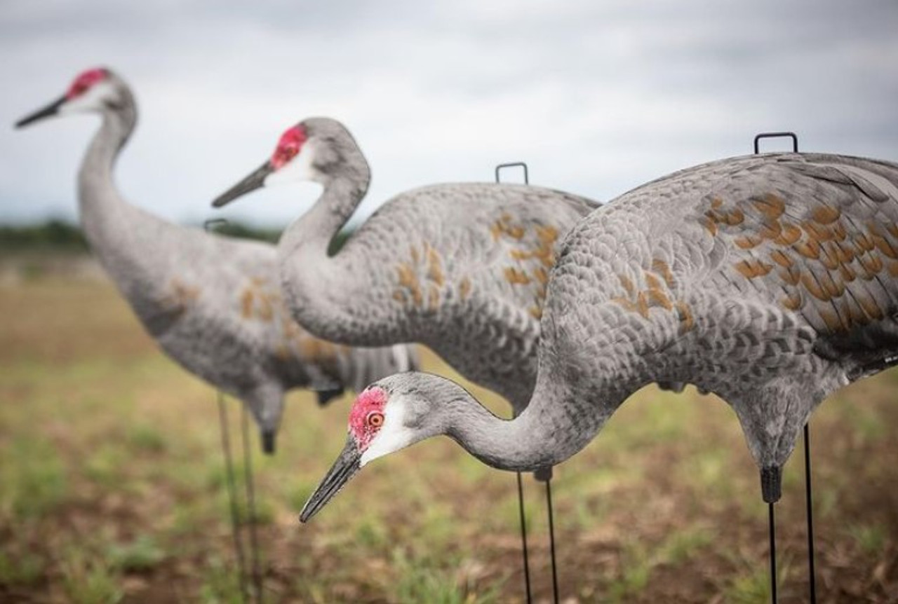 sandhill-crane-pack-silhouettes-big-al-s-decoys