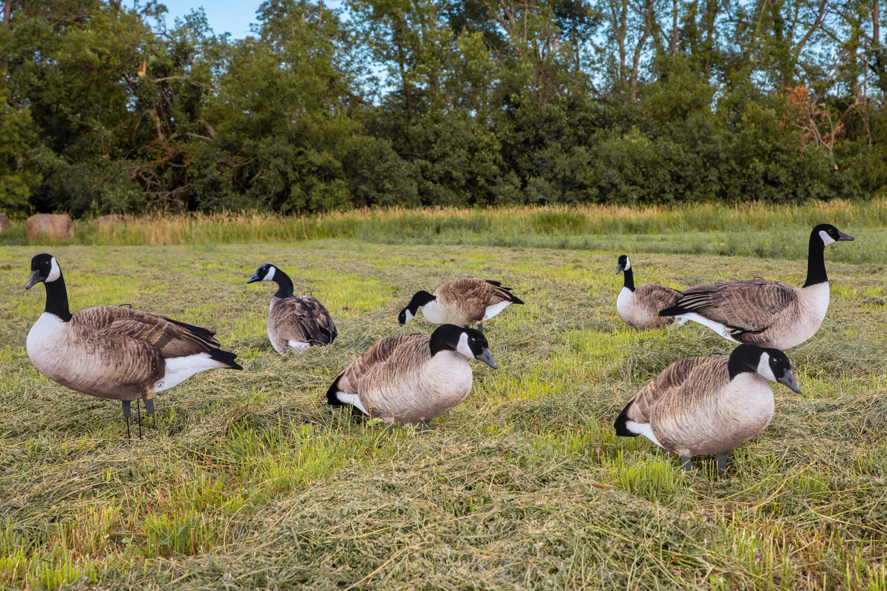 Big and tall canada on sale goose