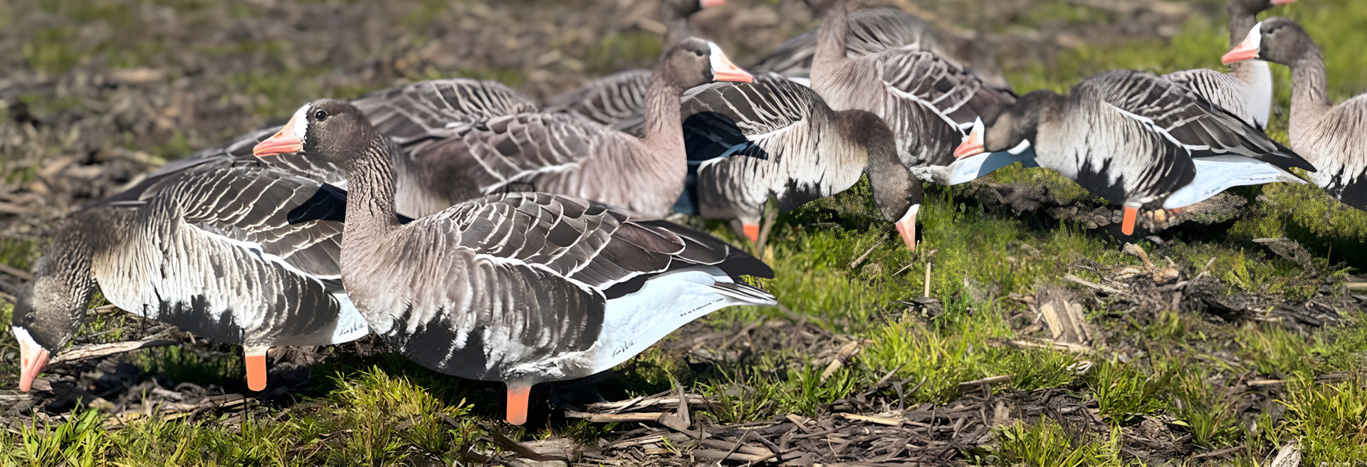 Big Al's Decoys Store