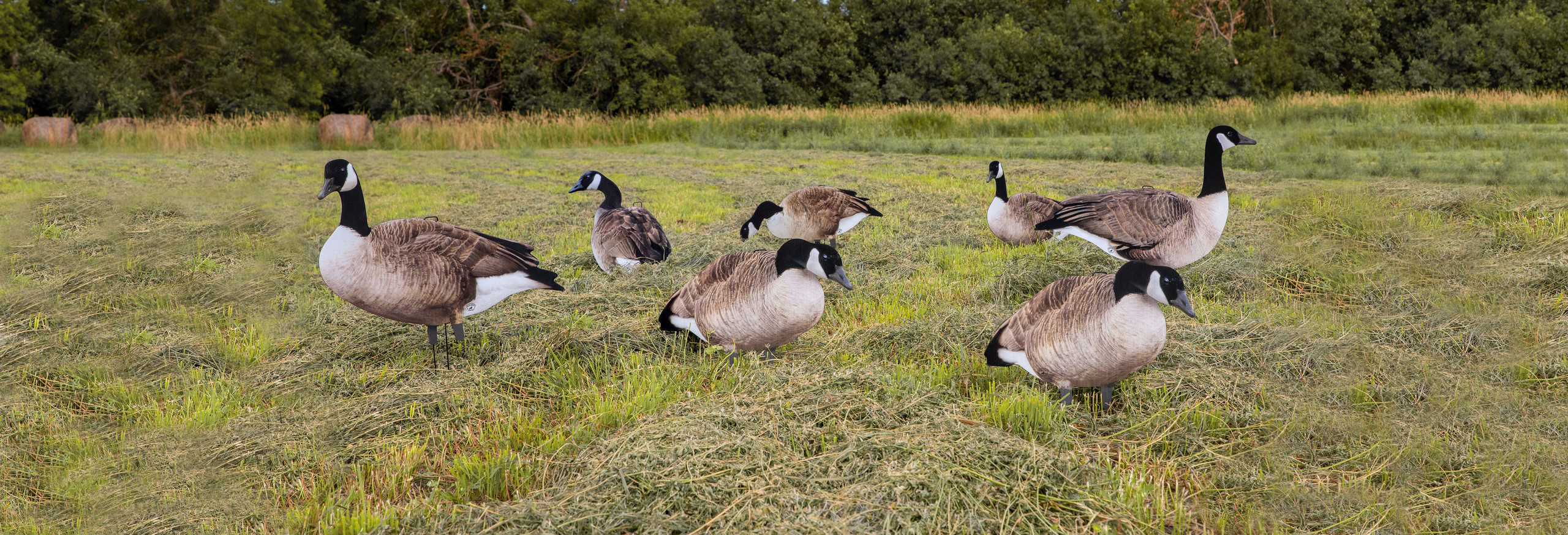 Big Al's Decoys Store