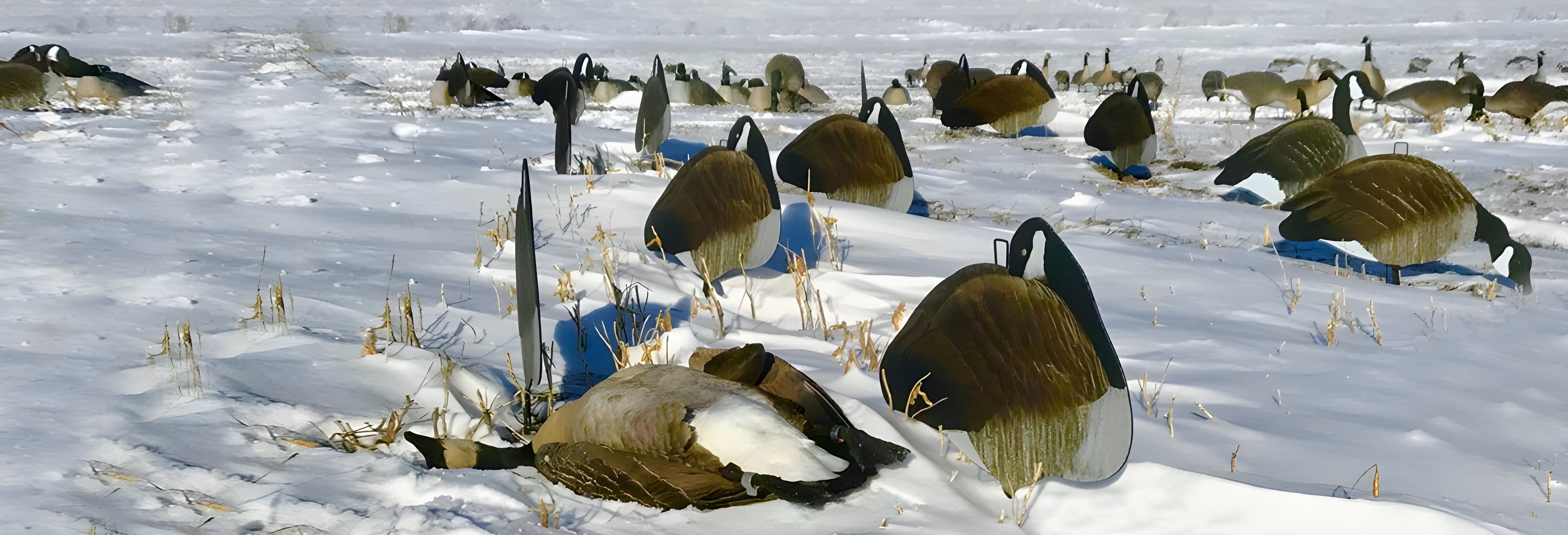 Big Al's Decoys Store