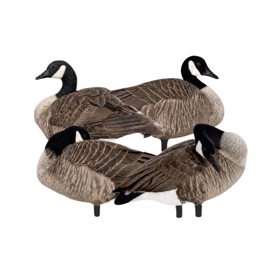 Rester Greater Canada Goose Silhouettes Rester Greater Canada Goose Silhouettes