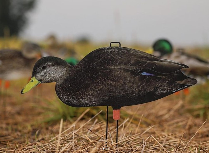 Black Duck Decoy Pack Big Al's Decoys