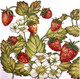 Wild strawberry paper napkins with botanical strawberry and floral design, 33x33cm luncheon napkins