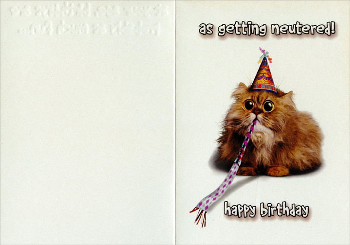 As Much Fun : Cat with Party Hat and Horn Funny : Humorous Risque