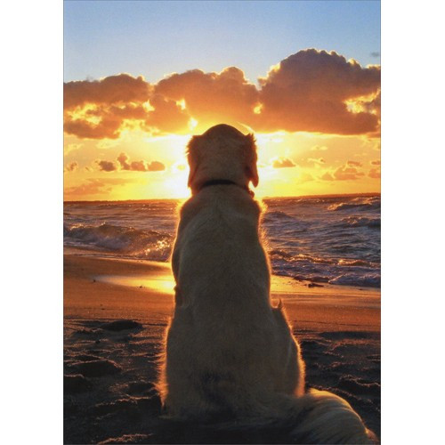 Dog Sitting On Beach At Sunset Golden Retriever Pet Sympathy Card