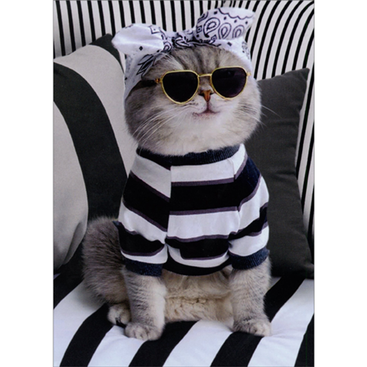 Cat Wearing Bandana, Shades and Striped Sweater on Striped Couch