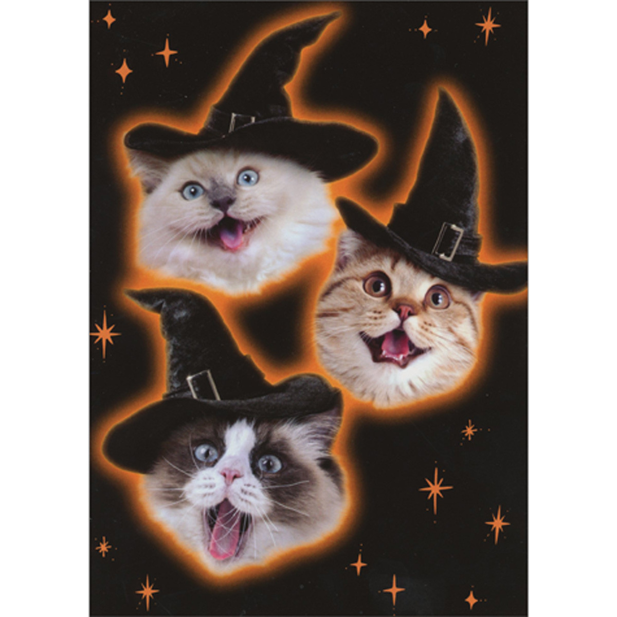 Kitten Faces in Witch Hats with Orange Outline and Stars Humorous