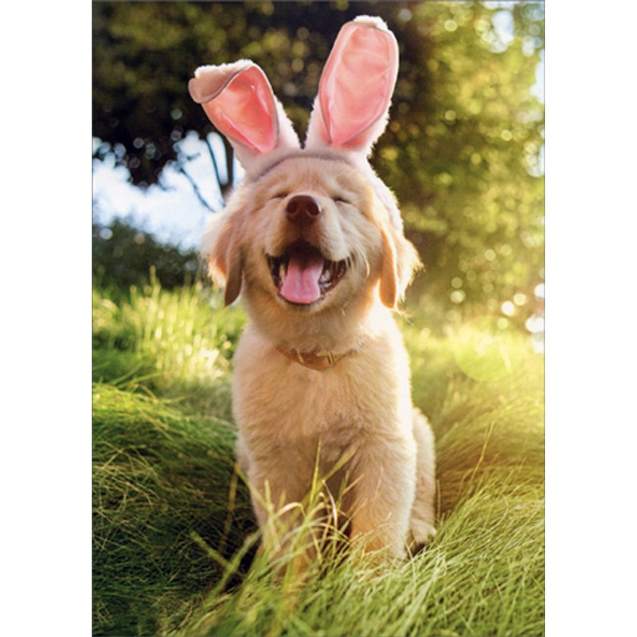 dog easter