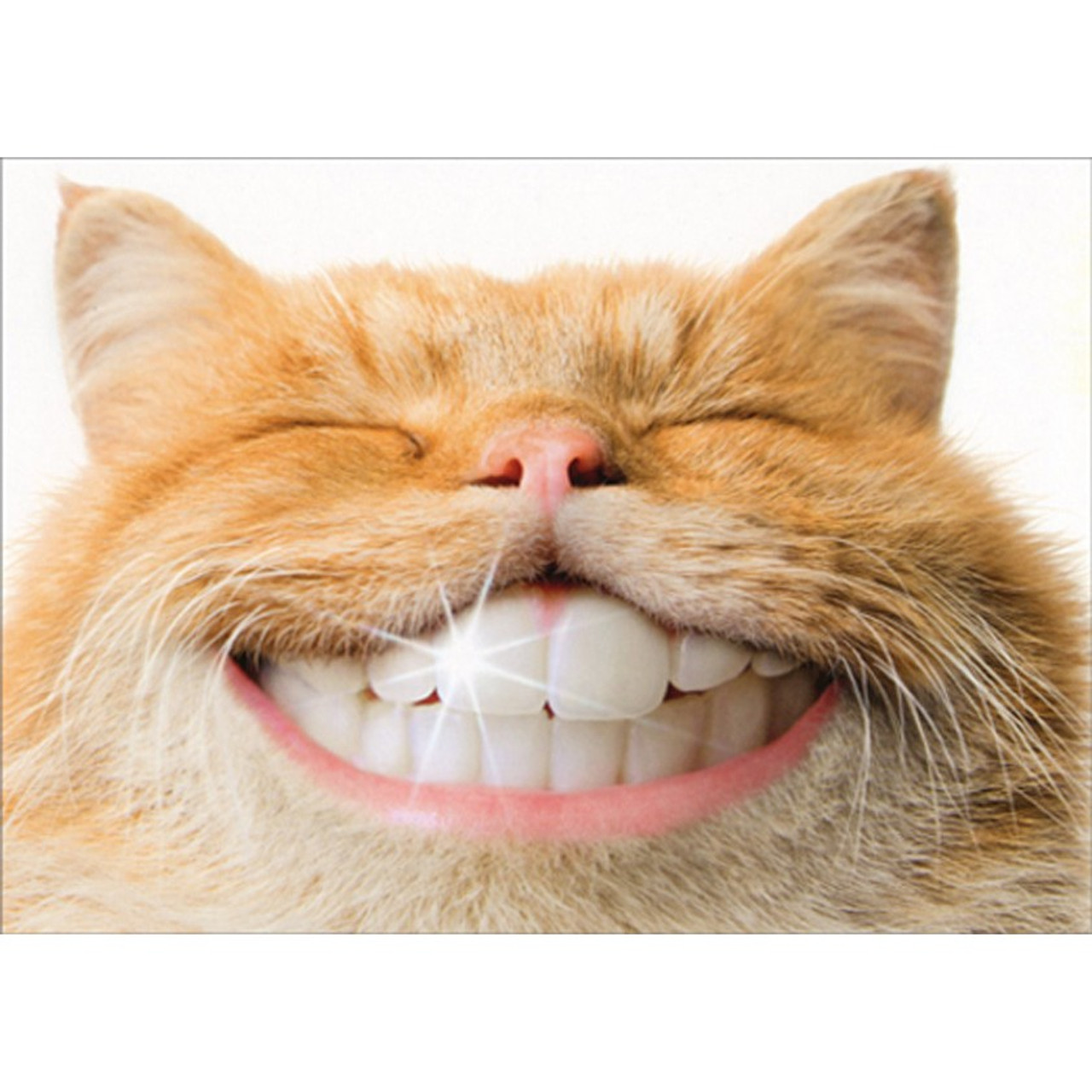 Cat With Shiny Human Teeth Humorous : Funny Support Card