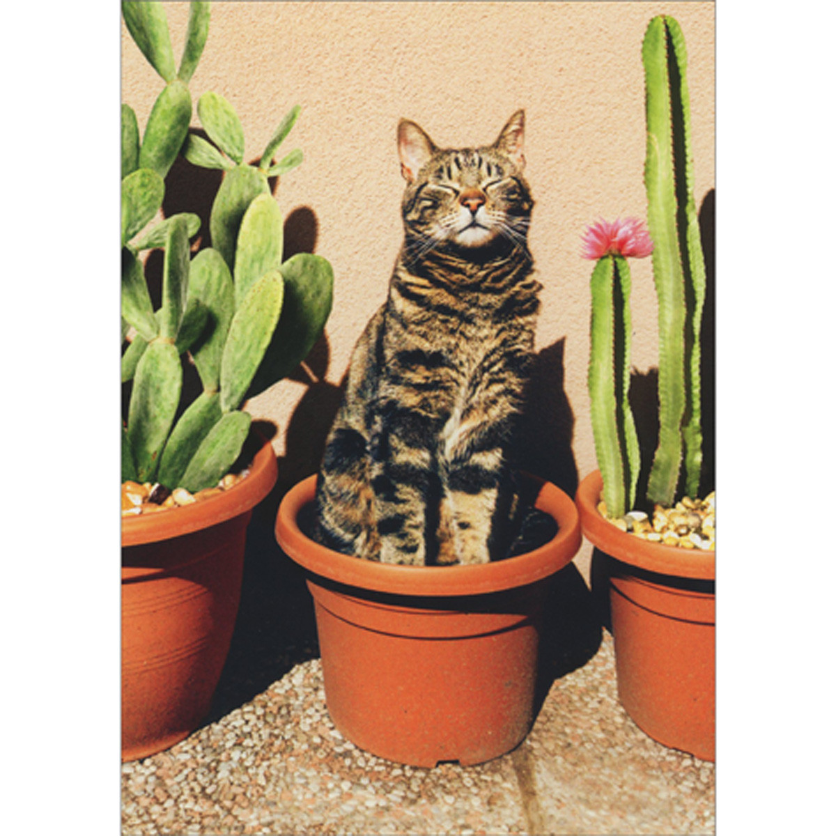 Cat Sitting in Plant Pot Next to Cactus Funny / Humorous Just for Fun Card  | PaperCards.com