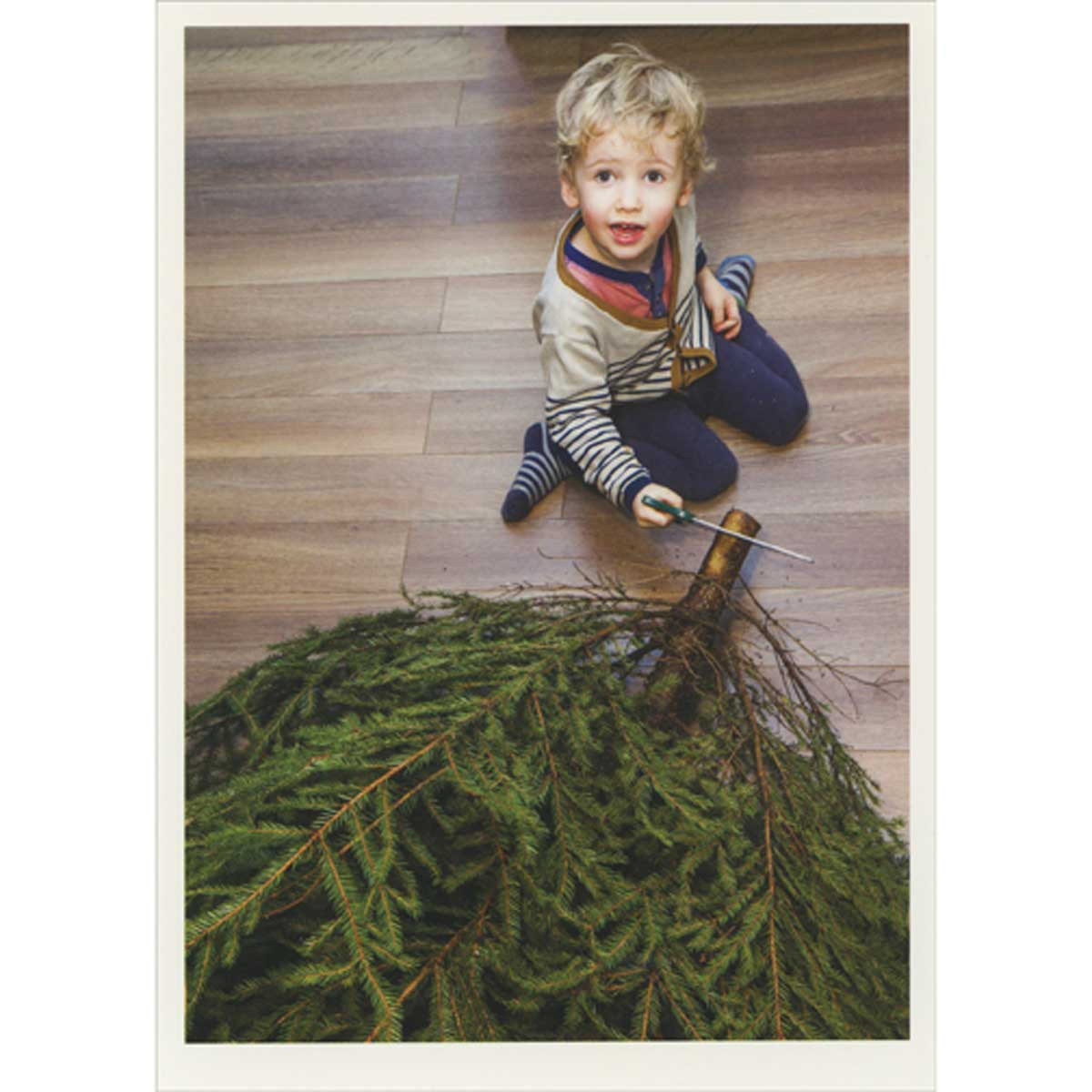 Small Boy Caught Sawing Evergreen Tree Trunk Box of 10 Funny / Humorous