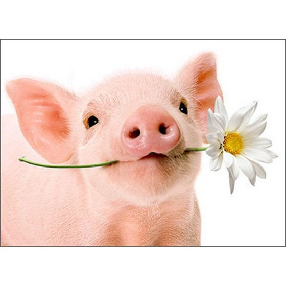 Pig Holds Flower Blank Note Card | PaperCards.com