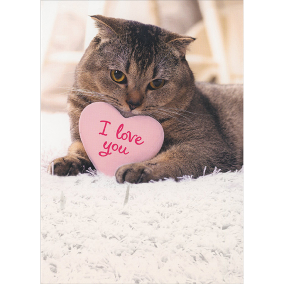 Brown Cat with Pink 'I Love You' Heart on White Carpet Valentine's