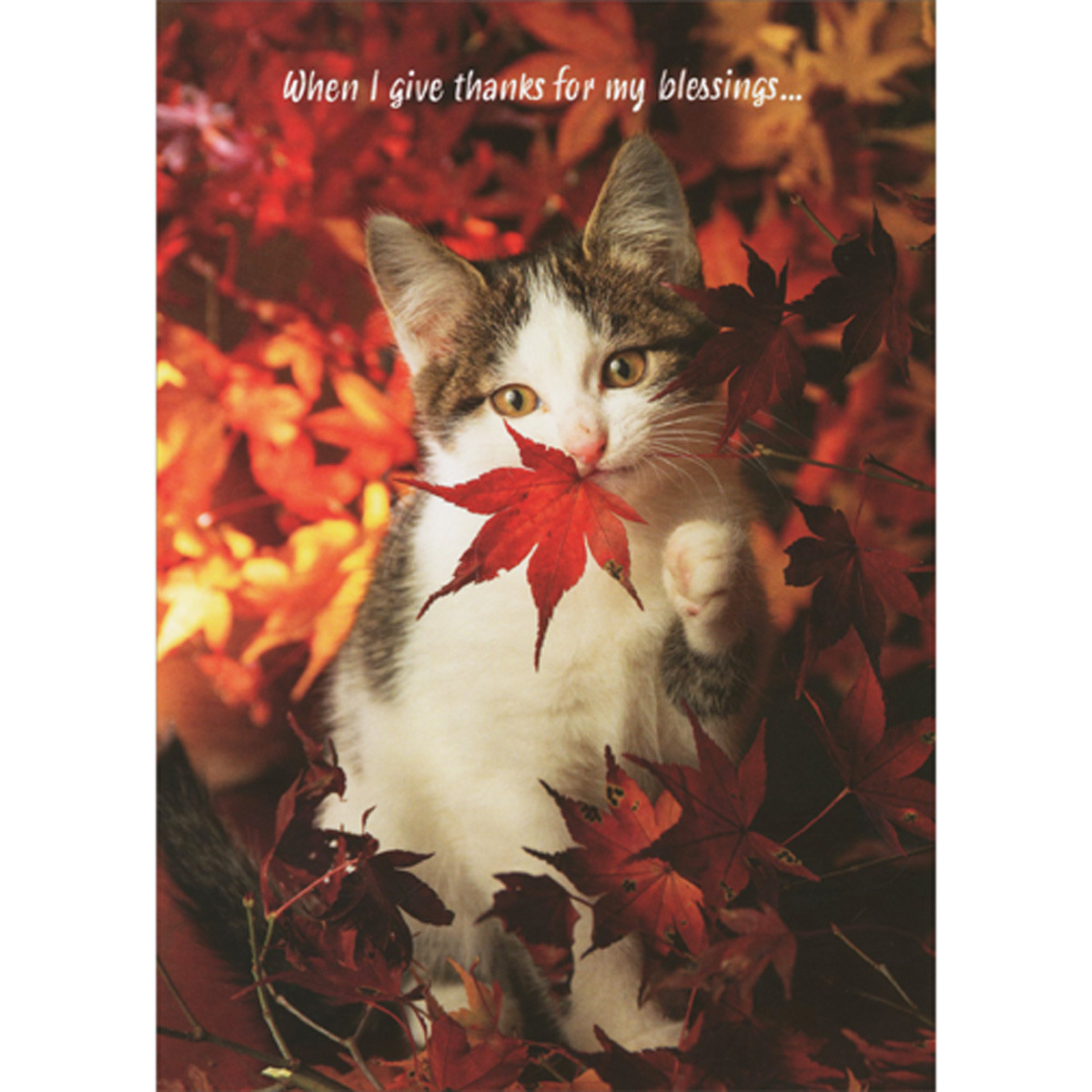 cat thanksgiving images