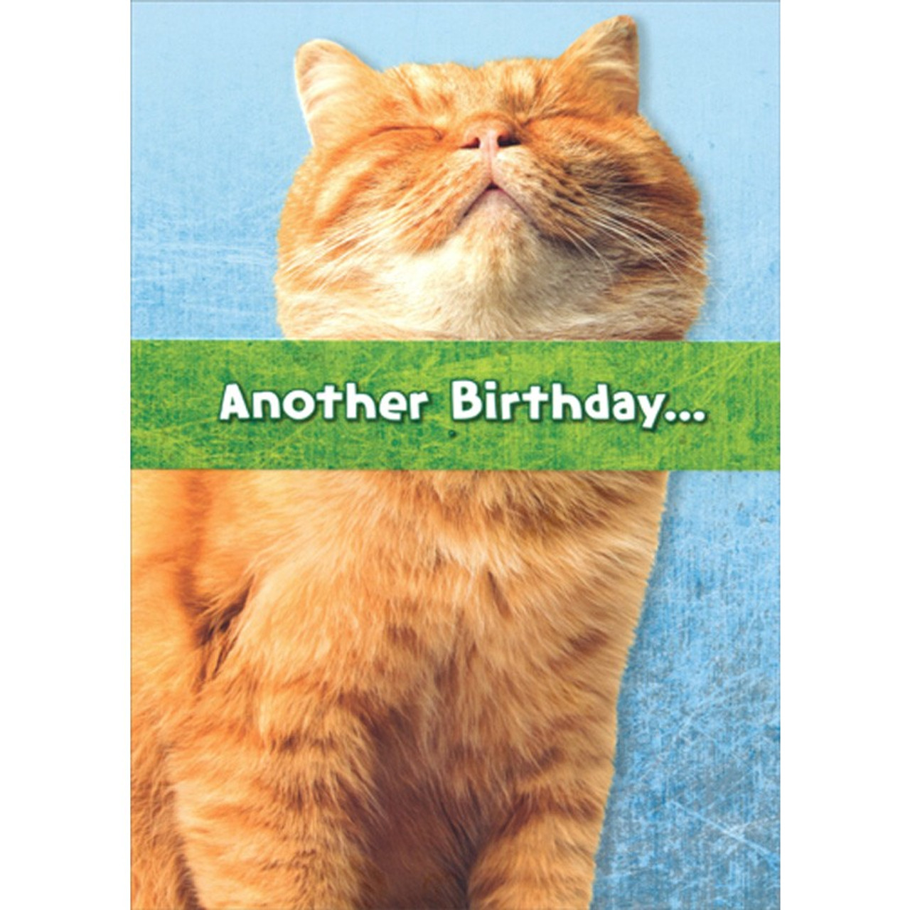 happy birthday orange cat images