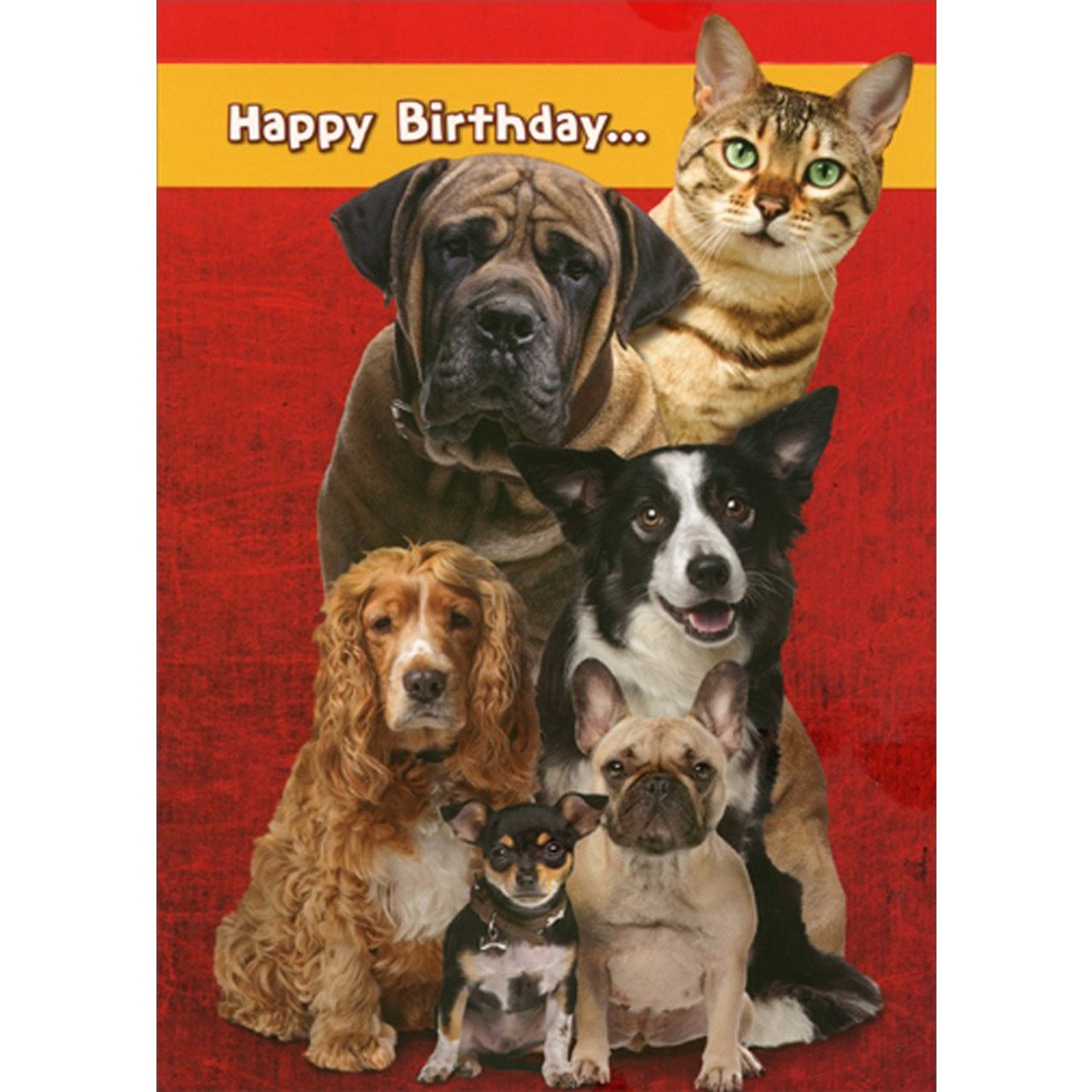 happy birthday cats and dogs