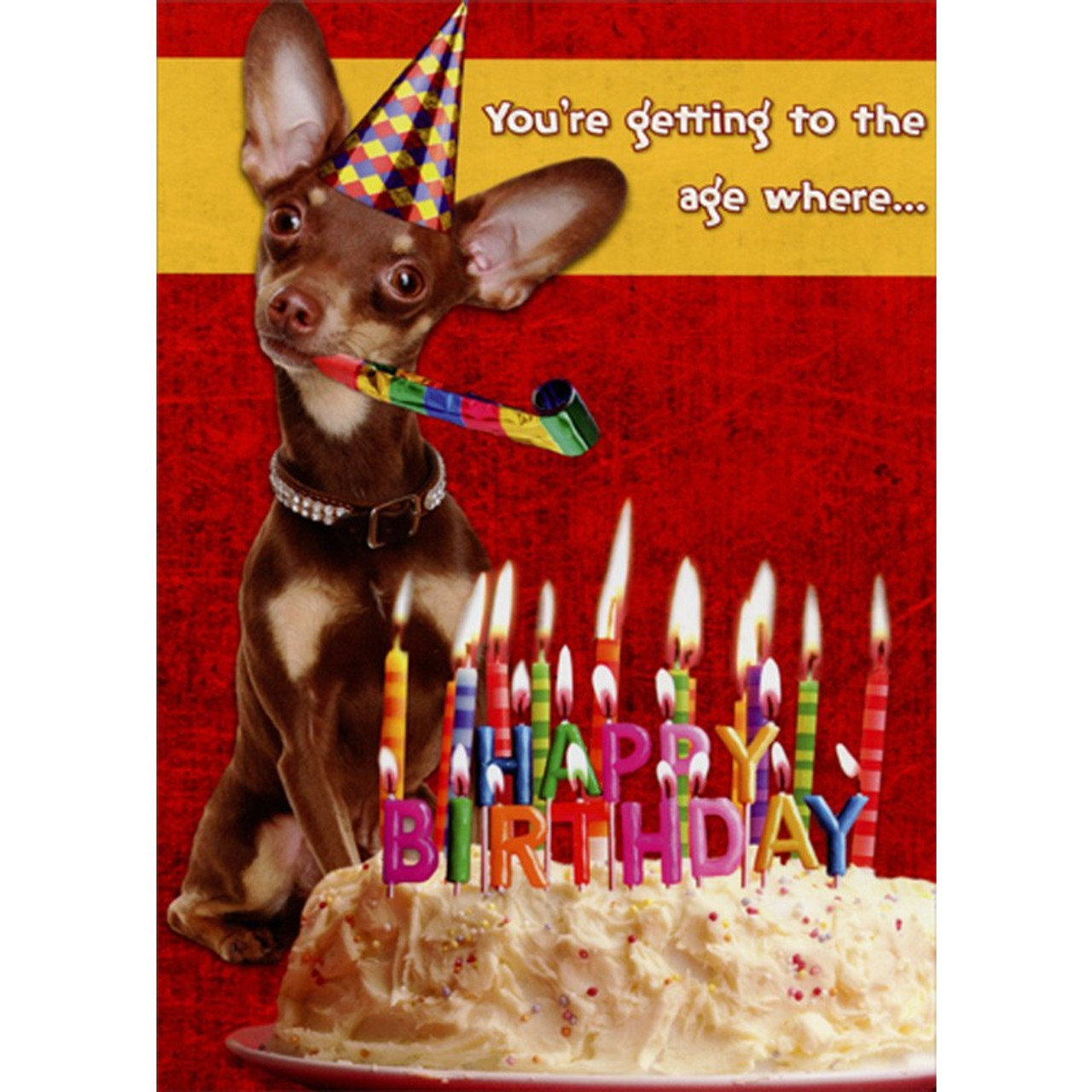 Getting to the Age : Chihuahua Blowing Party Horn Funny : Humorous Dog ...