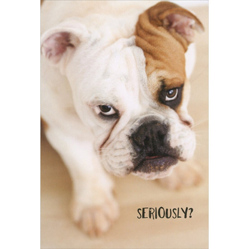 Seriously Bulldog Humorous / Funny Birthday Card: Seriously?