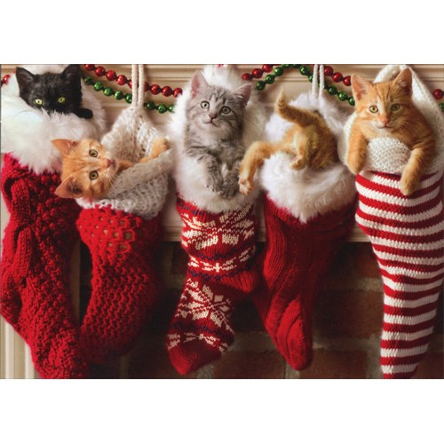 Kittens In Christmas Stocking Box of 10 Cat Christmas Cards